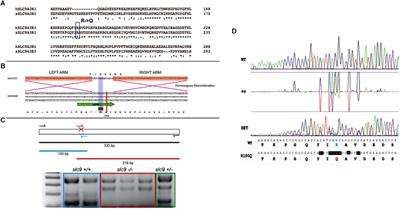 Next Generation Sequencing and Animal Models Reveal SLC9A3R1 as a New Gene Involved in Human Age-Related Hearing Loss